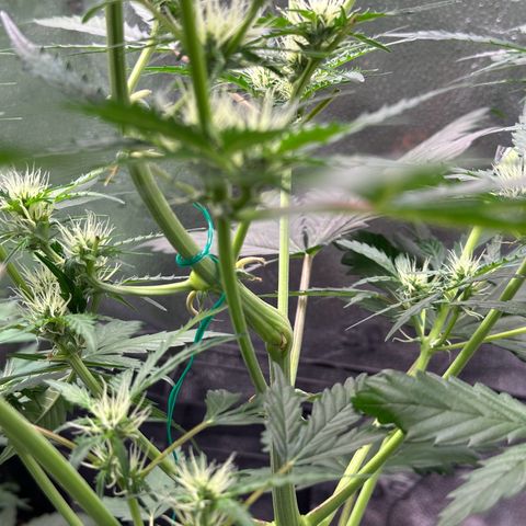 Cookies Gelato #2 🍪 growlog timeline photo