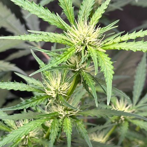 Cookies Gelato #2 🍪 growlog timeline photo