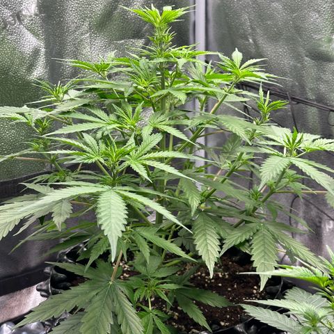Trainwreck Auto growlog timeline photo