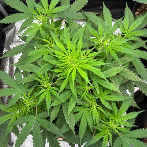 Trainwreck Auto growlog timeline photo