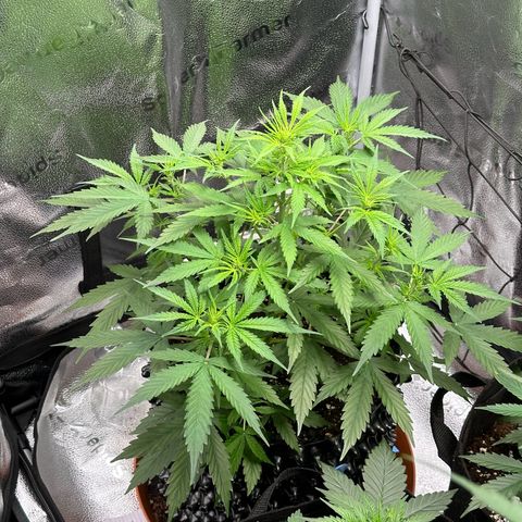 Trainwreck Auto growlog timeline photo