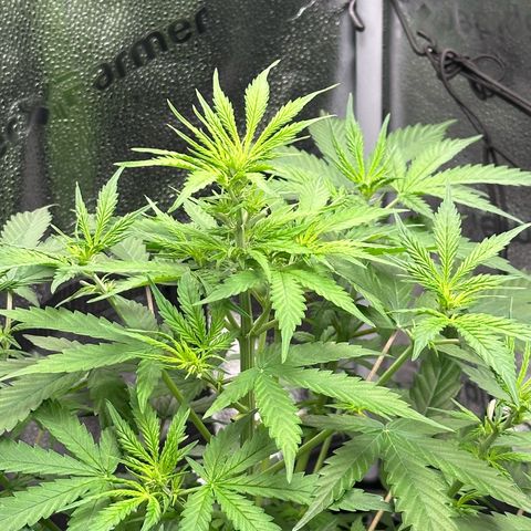 Trainwreck Auto growlog timeline photo