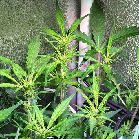 Pink Runtz Auto growlog timeline photo