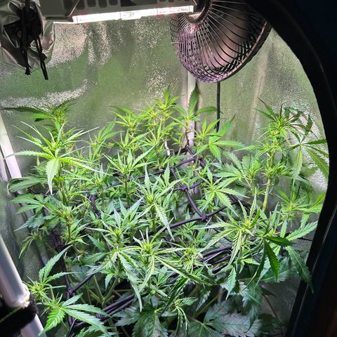 Pink Runtz Auto growlog timeline photo