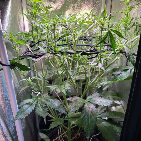 Pink Runtz Auto growlog timeline photo