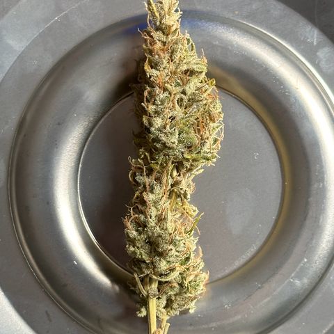 CookiesGelato 🍪 growlog timeline photo