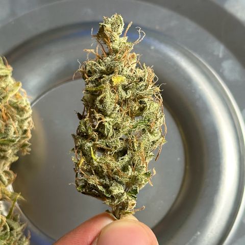 CookiesGelato 🍪 growlog timeline photo