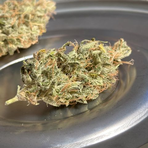 CookiesGelato 🍪 growlog timeline photo