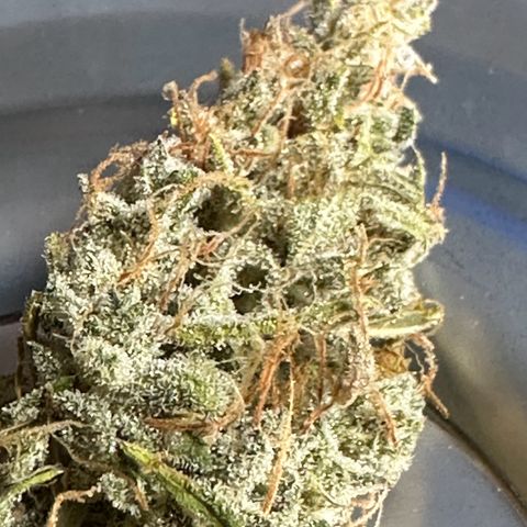 CookiesGelato 🍪 growlog timeline photo