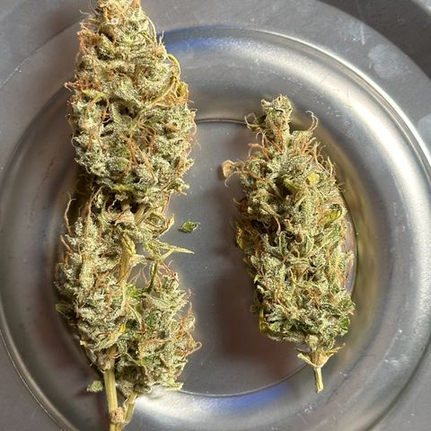 CookiesGelato 🍪 growlog timeline photo