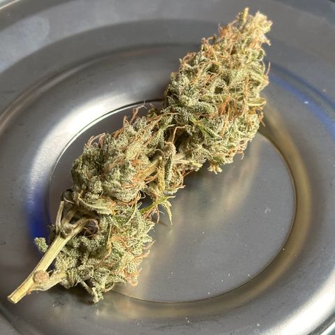CookiesGelato 🍪 growlog timeline photo