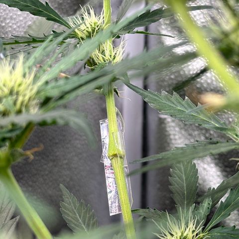 Cookies Gelato #2 🍪 growlog timeline photo
