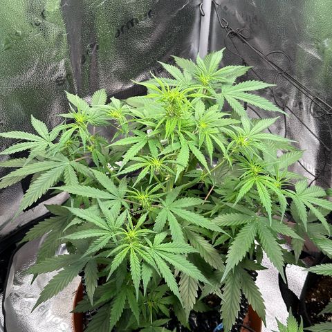 Trainwreck Auto growlog timeline photo