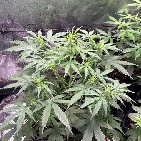 Trainwreck Auto growlog timeline photo