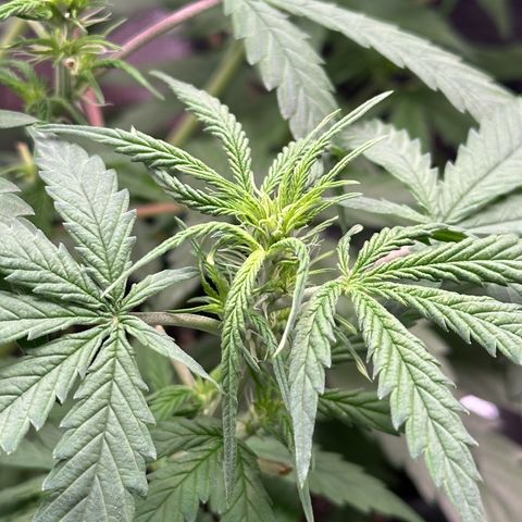 Trainwreck Auto growlog timeline photo
