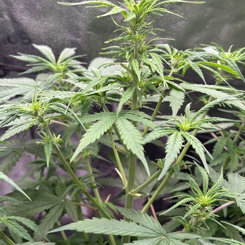 Trainwreck Auto growlog timeline photo