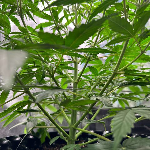 Trainwreck Auto growlog timeline photo