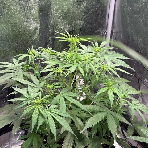 Trainwreck Auto growlog timeline photo