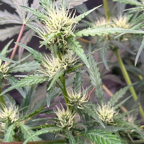 Cookies Gelato #2 🍪 growlog timeline photo
