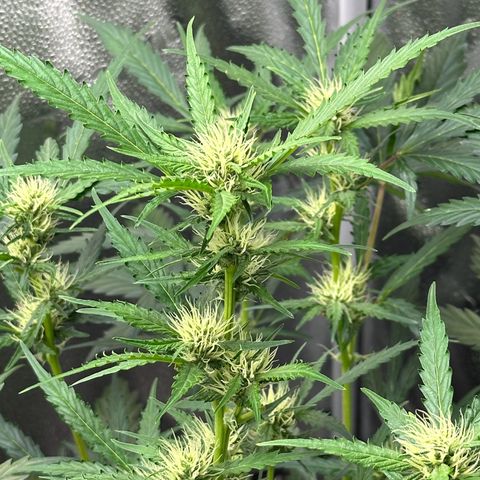 Cookies Gelato #2 🍪 growlog timeline photo