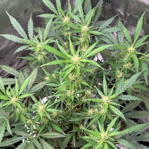 Cookies Gelato #2 🍪 growlog timeline photo
