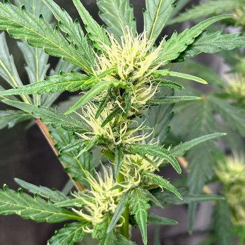 Cookies Gelato #2 🍪 growlog timeline photo