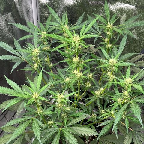 Cookies Gelato #2 🍪 growlog timeline photo