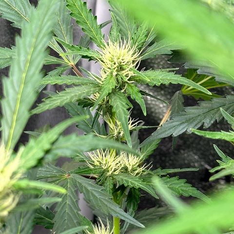Cookies Gelato #2 🍪 growlog timeline photo