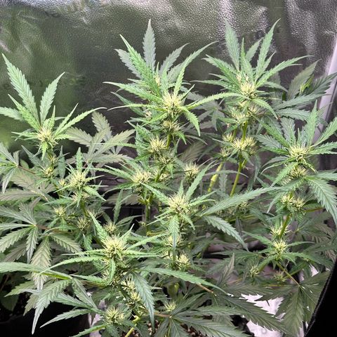Cookies Gelato #2 🍪 growlog timeline photo