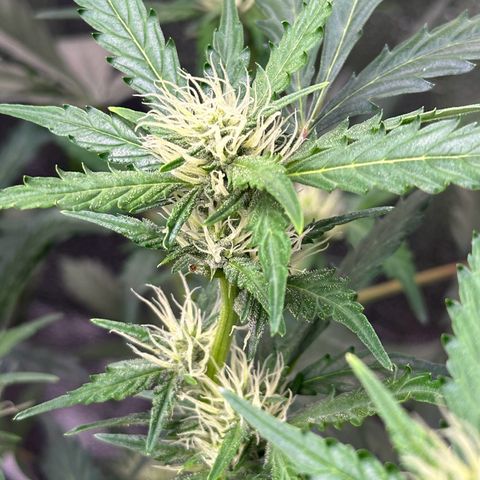 Cookies Gelato #2 🍪 growlog timeline photo