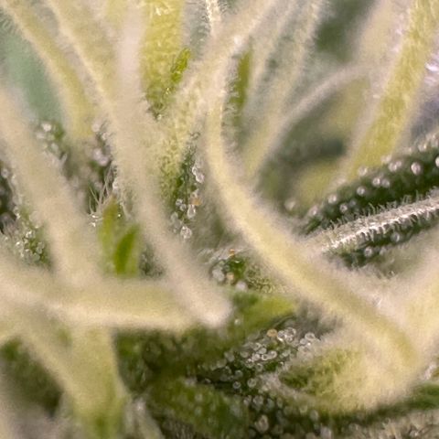 Cookies Gelato #2 🍪 growlog timeline photo