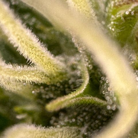 Cookies Gelato #2 🍪 growlog timeline photo