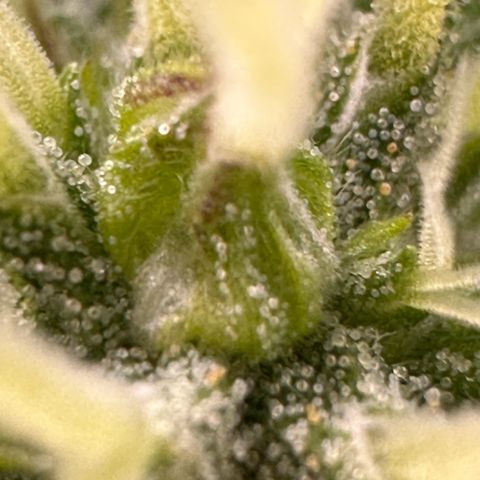 Cookies Gelato #2 🍪 growlog timeline photo