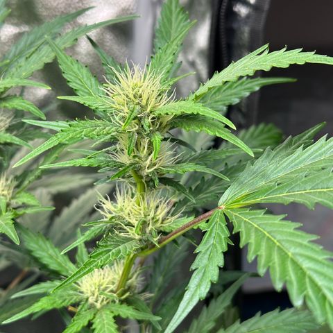 Cookies Gelato #2 🍪 growlog timeline photo