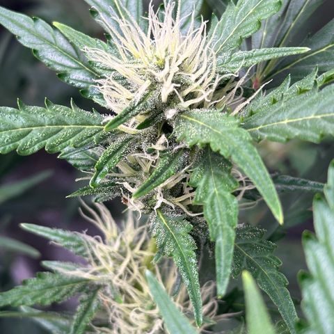 Cookies Gelato #2 🍪 growlog timeline photo