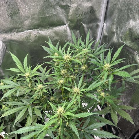 Cookies Gelato #2 🍪 growlog timeline photo