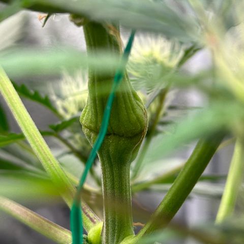Cookies Gelato #2 🍪 growlog timeline photo