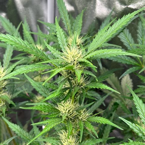 Cookies Gelato #2 🍪 growlog timeline photo