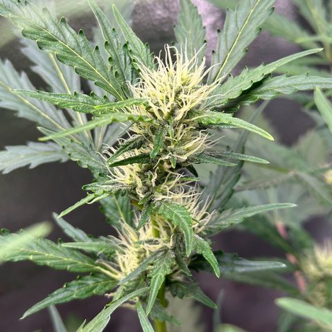 Cookies Gelato #2 🍪 growlog timeline photo
