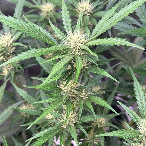 Cookies Gelato #2 🍪 growlog timeline photo