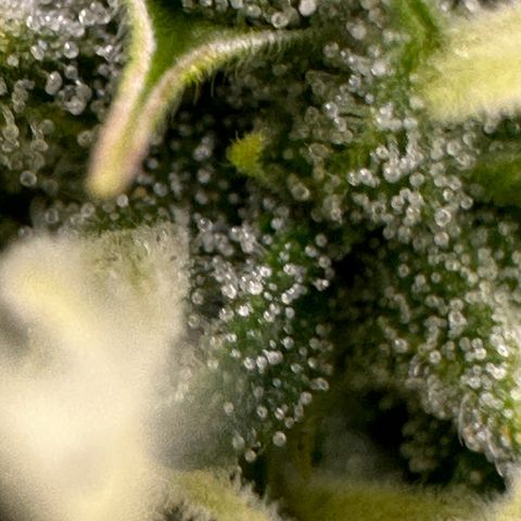 Cookies Gelato #2 🍪 growlog timeline photo