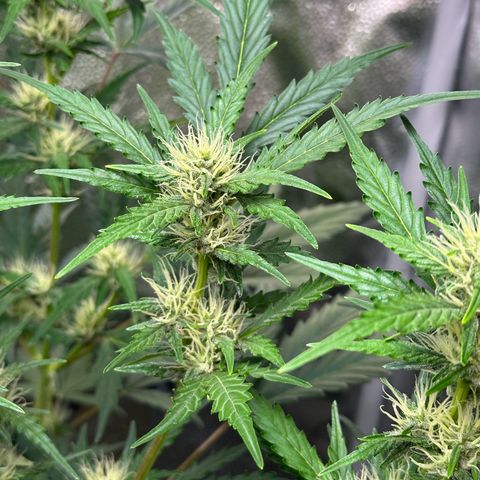 Cookies Gelato #2 🍪 growlog timeline photo