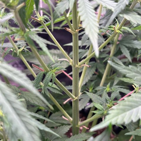 Trainwreck Auto growlog timeline photo