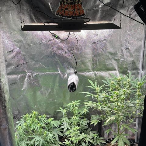 Trainwreck Auto growlog timeline photo