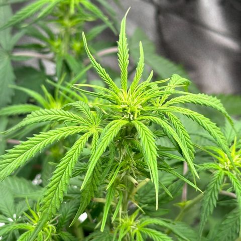 Trainwreck Auto growlog timeline photo