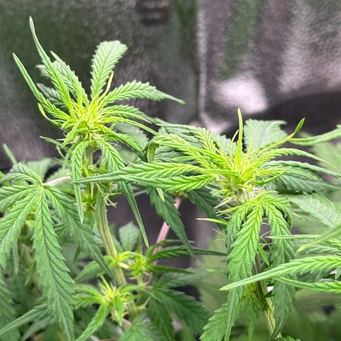 Trainwreck Auto growlog timeline photo