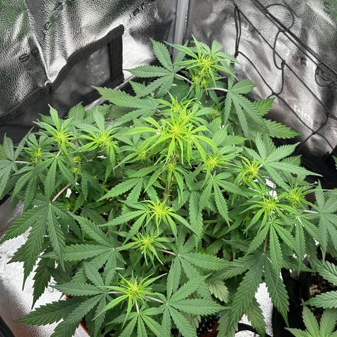 Trainwreck Auto growlog timeline photo