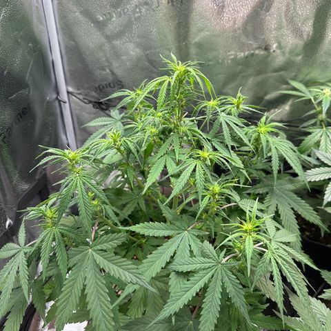 Trainwreck Auto growlog timeline photo