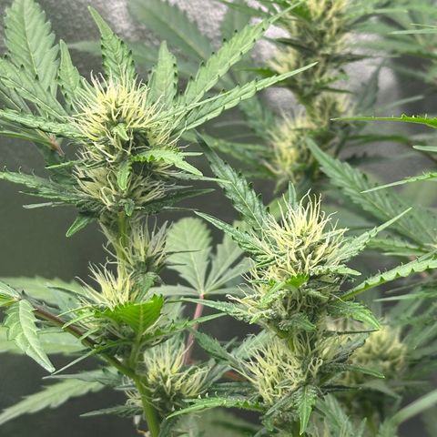 Cookies Gelato #2 🍪 growlog timeline photo