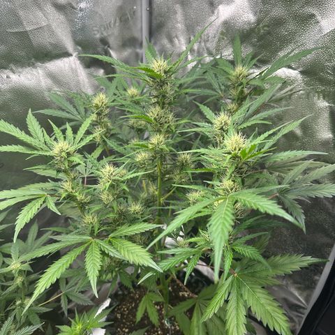 Cookies Gelato #2 🍪 growlog timeline photo